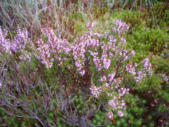 Thorne Moors: Thorne Moors